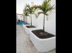 Courtyard Trees