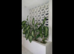 Inside Plants
